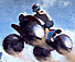 Mountain ATV